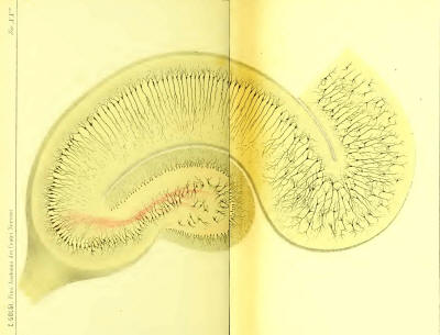 Drawing of the hippocampus by Camillo Golgi 