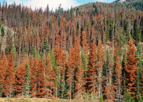 Mountain pine beetle invasion 