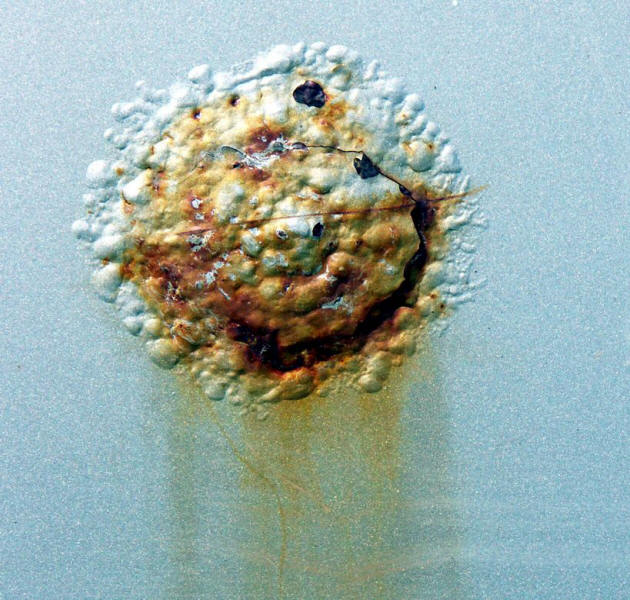 Filiform corrosion and paint blistering accelerated by deicing salt.