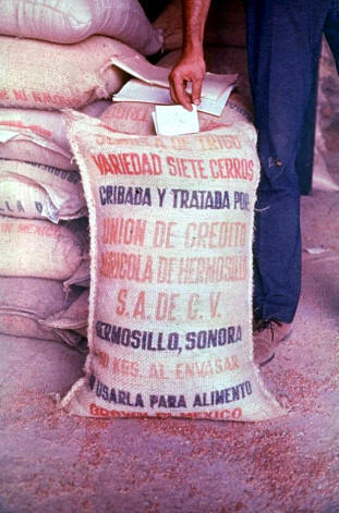 Mexican wonder wheat seeds dressed with methyl mercury