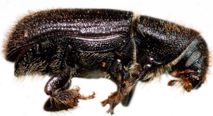 Carbon cycle feedback: "Redhaired pine bark beetle" Photo credit: Courtesy of UC Statewide IPM Program, by Kent Loeffler, Cornell Dept. of Plant Pathology. 