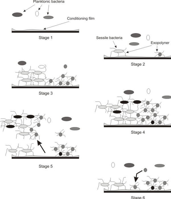 Different stages of biofilm formation and growth