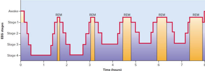 Sleep stages and brain activity – 8 hour sleep cycle