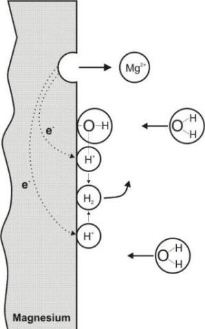 Electrochemical reactions occurring during the corrosion of magnesium in neutral water