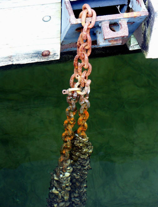 Crevice Corrosion induced by Zebra Mussels